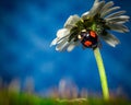 Closeup of Ladybird beetle (Coccinellidae) on white chamomile petals on blue background Royalty Free Stock Photo