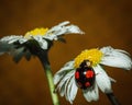 Closeup of Ladybird beetle (Coccinellidae) on white chamomile petals on brown background Royalty Free Stock Photo