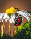 Closeup of Ladybird beetle (Coccinellidae) on white chamomile petals on brown background Royalty Free Stock Photo