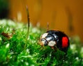 Closeup of Ladybird beetle (Coccinellidae) on green grass on brown background Royalty Free Stock Photo