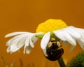 Closeup of Ladybird beetle (Coccinellidae) on white chamomile petals on brown background Royalty Free Stock Photo