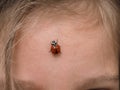 Closeup of ladybird bug on forehead Royalty Free Stock Photo