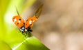 Closeup of ladybird on green grass Royalty Free Stock Photo