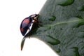 Closeup of Ladybird on leaf Royalty Free Stock Photo