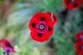 Closeup of a Ladybird poppy flower with a green blurry background. Royalty Free Stock Photo