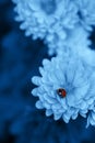Closeup ladybug on beautiful chrysanthemum flowers. Natural banner with color of the year 2020 - Classic Blue