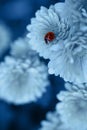 Closeup ladybug on beautiful chrysanthemum flowers. Natural banner with color of the year 2020 - Classic Blue