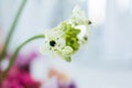 Closeup ladybug cravling on fresh ornithogalum flowers on blurred background. Event decoration with fresh flowers