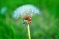 Closeup ladybug on dandelion, on a green grass background. Macro photo