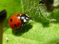 Closeup of Ladybug on Dandelion Leaf Royalty Free Stock Photo