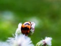 CloseUp ladybug on the flower