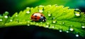 Closeup ladybug,lady beetle with water dew drops on greenery leaves plant.organic or ecology concepts backgrounds.clean and pure Royalty Free Stock Photo