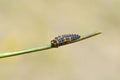 The lady bug larva