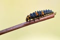 The ladybug caterpillar Royalty Free Stock Photo