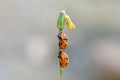 The ladybug pupa Royalty Free Stock Photo