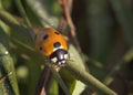 Closeup of Ladybug