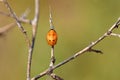 The ladybug pupa closeup