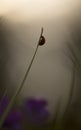 Ladybug resting on straw in first morning light