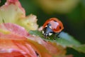 closeup of a ladybug on a rose leaf in a garden Royalty Free Stock Photo