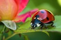 closeup of a ladybug on a rose leaf in a garden Royalty Free Stock Photo