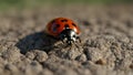 Closeup of a Ladybug on a Rough, Gray Surface Royalty Free Stock Photo