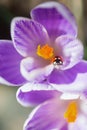 Closeup ladybug sitting on petal of purple spring crocus and looking straight on sunny day