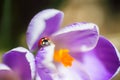 Closeup ladybug sitting on petal of purple spring crocus on sunny day