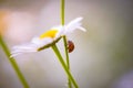 Closeup of a ladybug standing on the chamomile with the blurred background
