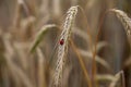 Closeup of a ladybug on the stem of a dried ear of wheat Royalty Free Stock Photo