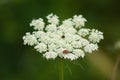 Closeup of ladybug on wild carrot flower with green blurred background Royalty Free Stock Photo