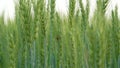 Closeup ladybugs sitting on the wheat ears or pods in sunset sky background. Unripe green wheat plants growing in large farm field Royalty Free Stock Photo