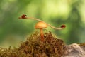 Closeup ladybugs swinging on the branch on the mushroom on green background.