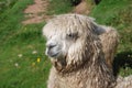 Closeup of a Lama in the Machu Pichu Royalty Free Stock Photo