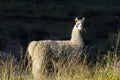Closeup of a lama in Putre Royalty Free Stock Photo