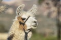 Closeup of a lama in Putre Royalty Free Stock Photo