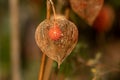 Closeup of a lampion flower (Physalis alkekengi) growing on a branch in autumn Royalty Free Stock Photo