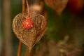 Closeup of a lampion flower (Physalis alkekengi) growing on a branch in autumn