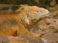 closeup of a land iguana that inhabits the galapagos islands of ecuador