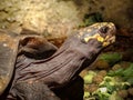 Closeup of land tortoise head and shell in profile with rocks and grass in background Royalty Free Stock Photo