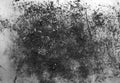 Closeup landscape format monochrome photograph of a grungy old tin