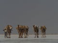 Closeup landscape portrait of camel caravan transporting salt across salt flats Afar Region Ethiopia