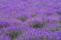 Closeup landscape shot of a beautiful lavender field - perfect for a natural background