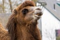 Closeup landscape shot of a brown camel with blurred in the background Royalty Free Stock Photo