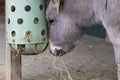 Closeup landscape shot of a gray donkey eating hay Royalty Free Stock Photo