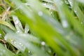 Closeup landscape shot of a green grass plant with water droplets. Royalty Free Stock Photo