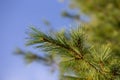 Closeup landscape shot of green pine needles with a blurry clear blue sky in the  background Royalty Free Stock Photo