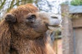 Closeup landscape shot of a side view brown camel with a blurred in the background Royalty Free Stock Photo