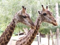Closeup shot of Two cute giraffes with a forest background in a zoo