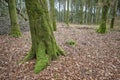 Closeup landscape view of planted trees in a green mysterious forest in nature. Deserted natural woodlands or woods with