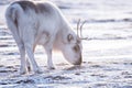 Closeup Landscape with wild reindeer. Winter Svalbard. with massive antlers in snow, Norway. Wildlife scene nature Spitsberg